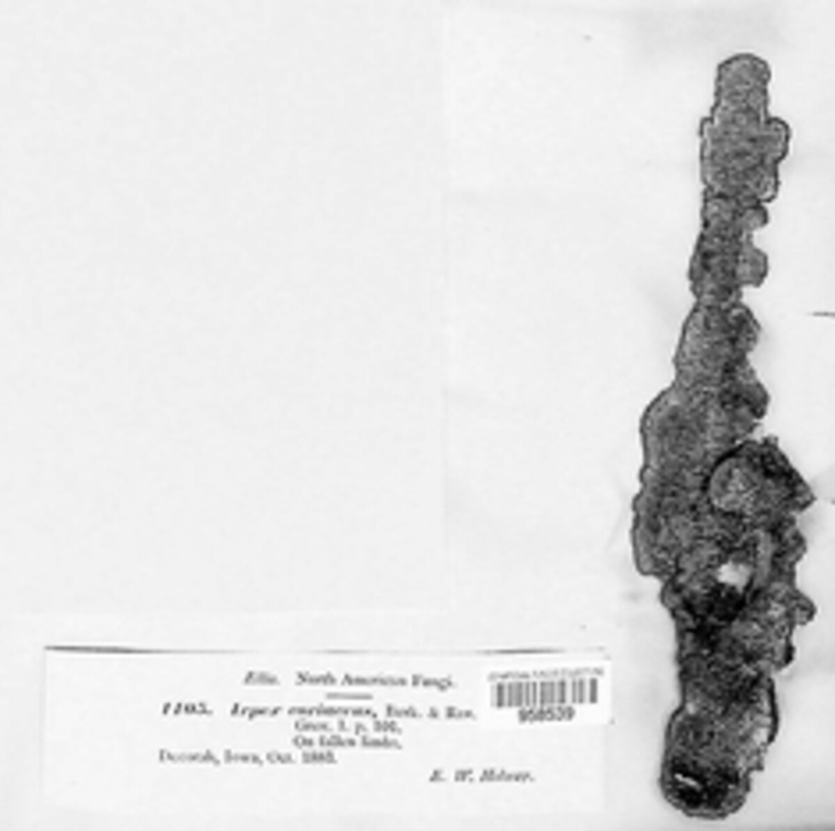 Dentocorticium portoricense image